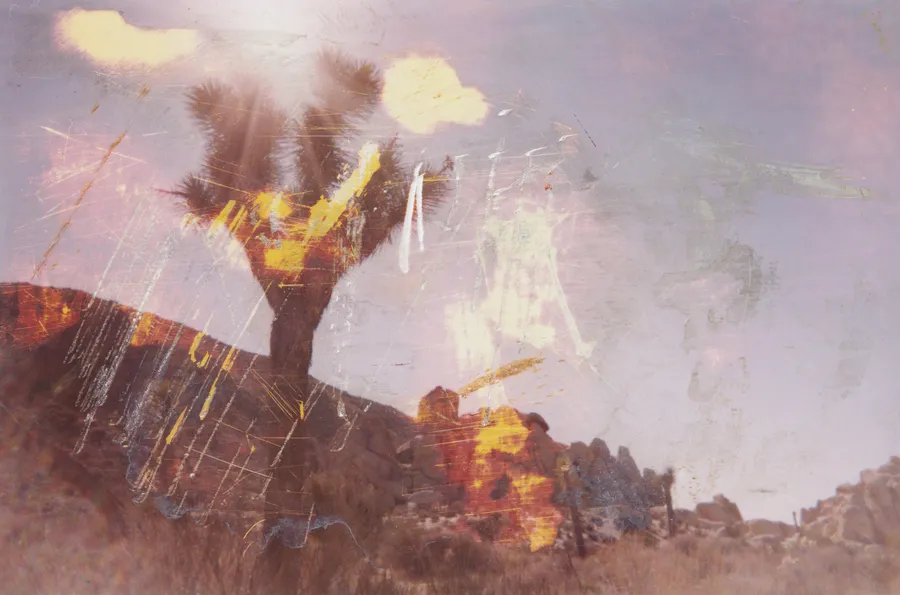 Photograph of a Joshua tree on a rocky desert slope under a hazy mauve sky, scratched and touched with yellow and white paint