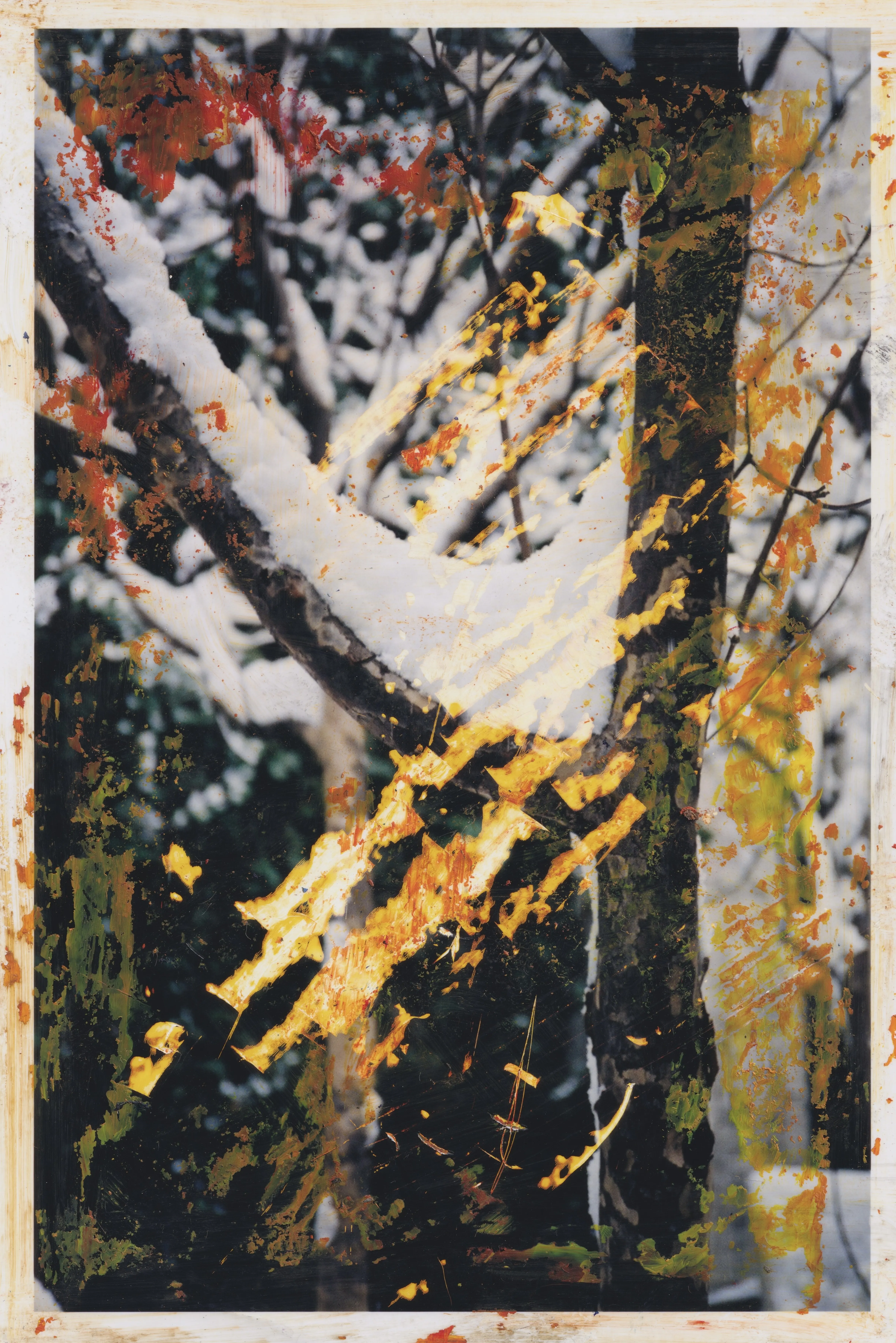 Photograph of snow-covered tree branches, scraped and painted with ochre, orange and olive strokes, inside a stained white border